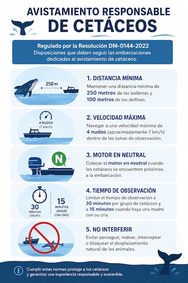 Nadar con ballenas está prohibido: Miambiente recuerda las normas de avistamiento