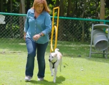 Primer ‘Mapatón’ busca identificar veterinarias, rescatistas y zonas de abandono de mascotas en Panamá