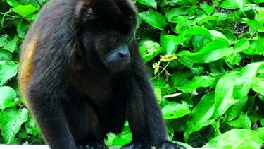 Investigan reporte de muerte de monos