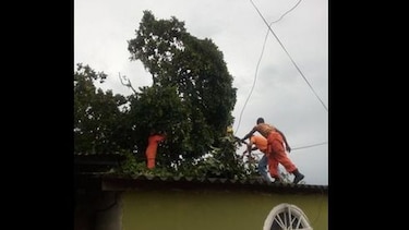 Árboles caídos tras fuertes lluvias en Colón