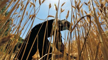 Clima y tensión comercial empujan precios