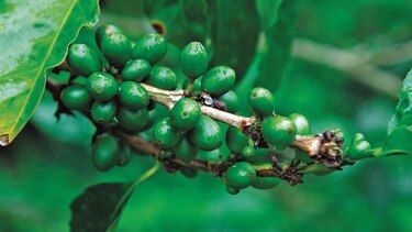 Café ‘gourmet’ local seduce a los asiáticos