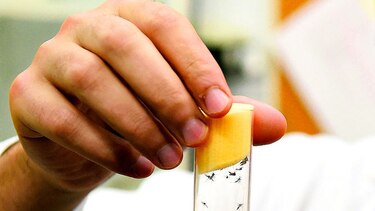 Científico panameño busca cura contra el zika