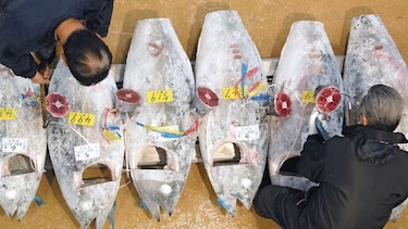 FAO fomenta acuerdo para frenar pesca ilegal