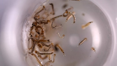 OMS lanza llamado para recaudar $56 millones en lucha contra el zika