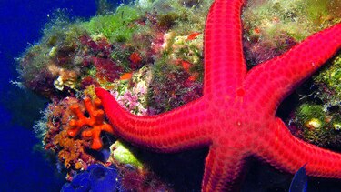 Estrellas de mar se recuperan de virus