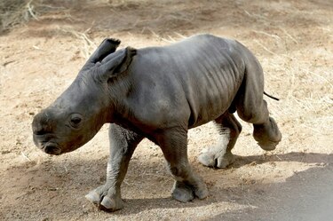 Nace un rinoceronte blanco en un zoológico español