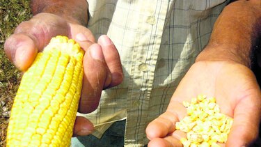 Alteración ambiental afecta fecundación de planta del maíz