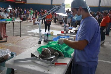 Alcaldía de Panamá esteriliza a 985 perros y gatos