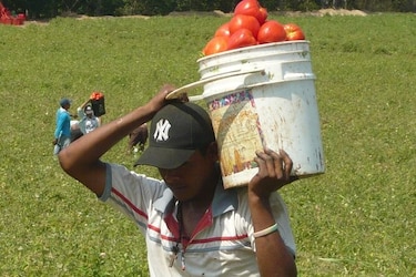 Productores de tomate en Azuero, en alerta por baja mano de obra