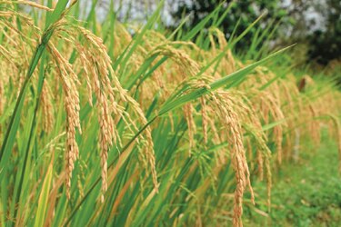 Arroceros reclaman deuda del subsidio por venta del grano 
