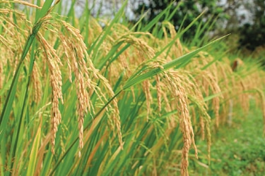 Arroceros reclaman deuda del subsidio por venta del grano