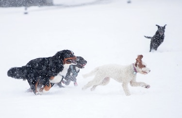 Perros saben categorizar las palabras