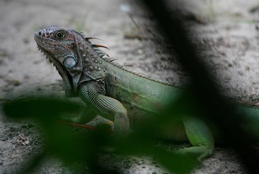 Isla Gran Caimán anuncia que matará a miles de iguanas por motivos de salud pública