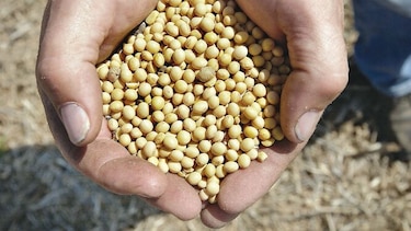 Envíos de soja bajan por peste porcina en China