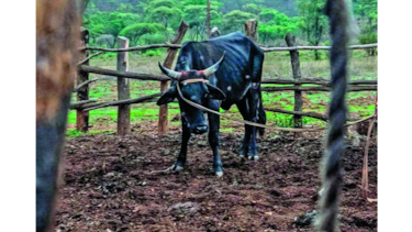 Quesos y maltrato a los animales