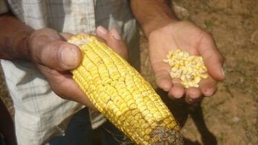 Lluvias afectaron a tres cultivos en Azuero