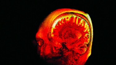 El cerebro, la última frontera
