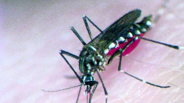 Mapa global sobre el dengue