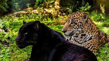 Panamá recibirá 2 millones de dólares para iniciar proyecto de conservación de felinos