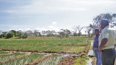 Falta de agua afecta la cosecha de cebolla