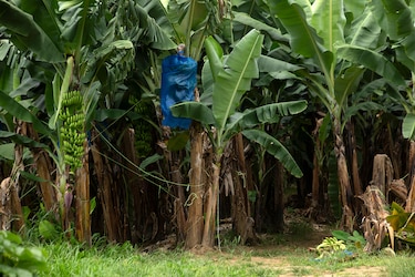 Fiscalía recibe denuncia de presuntos cadáveres en un bananal de San San, Bocas del Toro; abre investigación