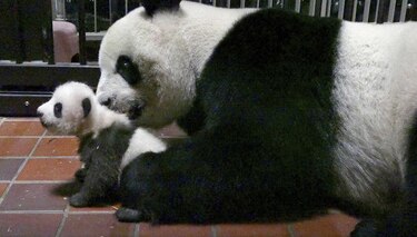 El bebé panda de Tokio cumple dos meses en plena forma