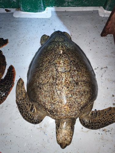 Monitoreo revela presencia de tortugas verdes adultas en Coiba