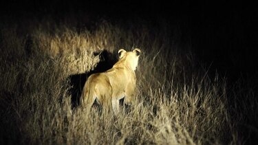 Catorce leones sueltos en Sudáfrica tras escaparse de un parque