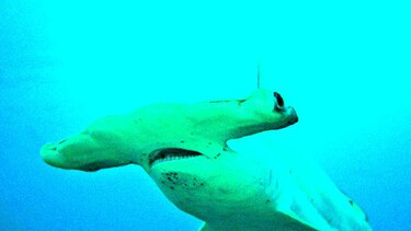 Descubren refugio de tiburones martillo juveniles