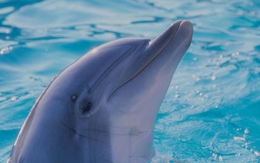 Ballenas y delfines los más vulnerables a extinción