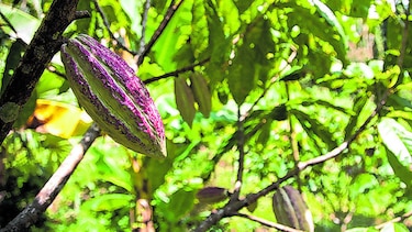 Nuevas técnicas para el cultivo del cacao