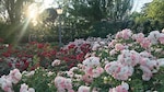 Madrid y su oasis entre rosas