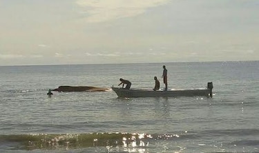 Exitoso rescate de una ballena en playa de Pocrí