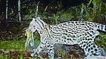 Conservación del jaguar, el poder de una huella