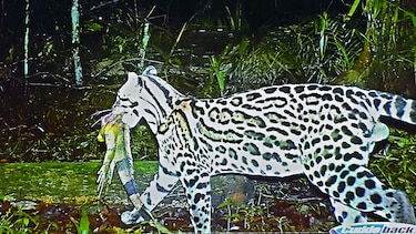 Conservación del jaguar, el poder de una huella