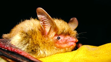 Murciélago orejudo, especie amenazada