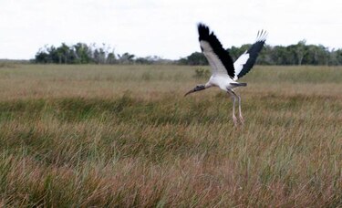 EU invertirá $100 millones en acuerdos para proteger los Everglades