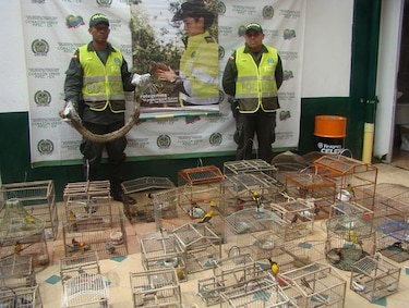 Cae la mayor red de tráfico de especies silvestres de Colombia