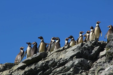 Greenpeace llama a ministros chilenos a rechazar polémico proyecto minero