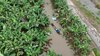 Bloqueo en la desembocadura del río San San mantiene inundadas fincas y comunidades de Changuinola, según productor
