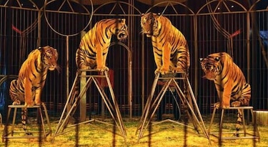París prohibirá ‘shows’ de animales salvajes en circos