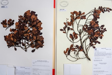 Oficializan nueva especie de árbol en Panamá, pero ya está en peligro de extinción