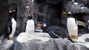 Hasta los pingüinos se resguardan del frío extremo que azota Canadá 
