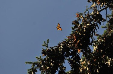 Milagrosa peregrinación de mariposas monarcas