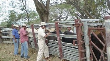 Se inicia campaña de salud animal en Coclé