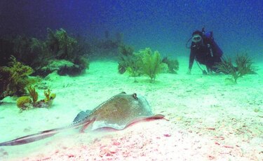 Hallan en Ecuador la mayor concentración de mantarrayas gigantes del mundo
