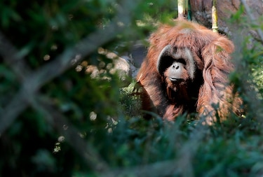 Zoológico en Chile comienza a vacunar a animales contra la Covid-19