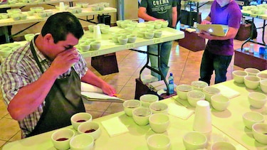 Preparan muestras de café para subasta internacional
