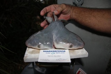 Confirman el hallazgo de un feto vivo de tiburón con dos cabezas en Florida